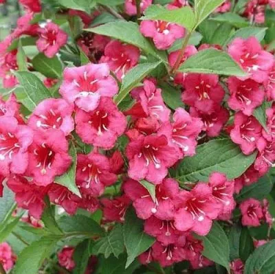 Вейгела БРИСТОЛЬ РУБИ  Вейгела БРИСТОЛЬ РУБИ в Барнауле