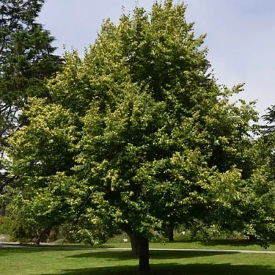 Липа сердцевидная  Липа сердцевидная в Барнауле