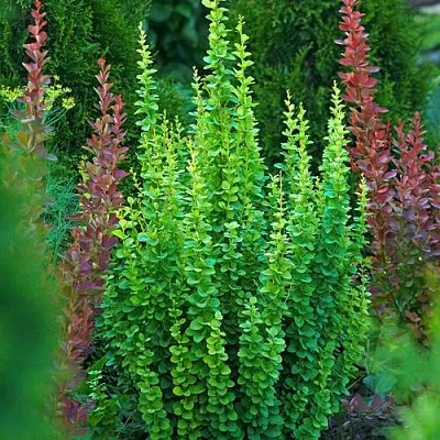 Барбарис ЭРЕКТА тунберга  Барбарис ЭРЕКТА тунберга в Барнауле