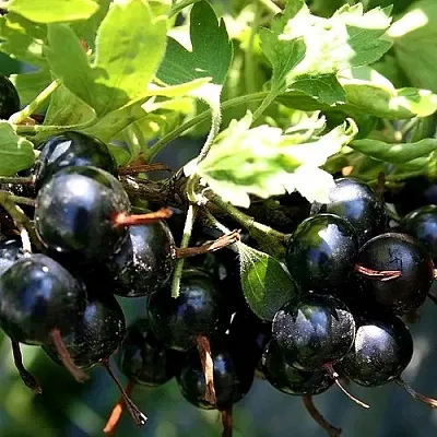 Золотистая  Золотистая в Барнауле