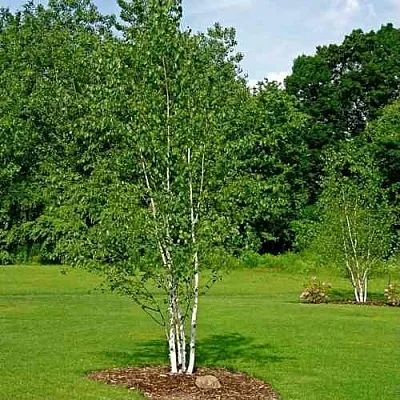 Береза бумажная  Береза бумажная в Барнауле