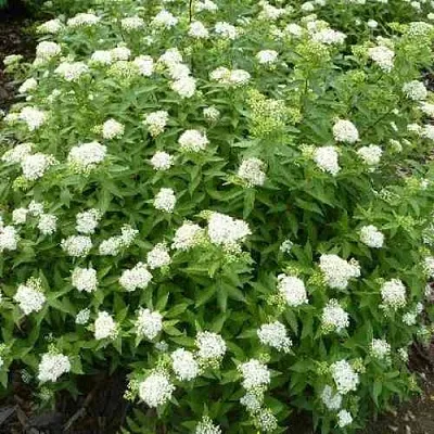 Спирея АЛЬБИФЛОРА японская  Спирея АЛЬБИФЛОРА японская в Барнауле