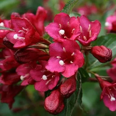 Вейгела ЕВА РАТКЕ  Вейгела ЕВА РАТКЕ в Барнауле