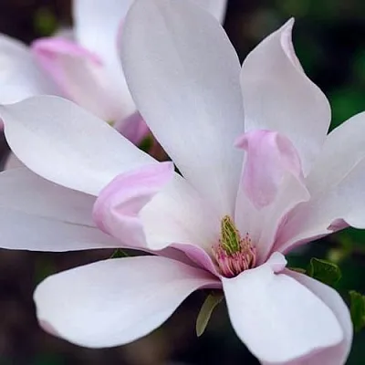 Магнолия ПИНКИ  Магнолия ПИНКИ в Барнауле