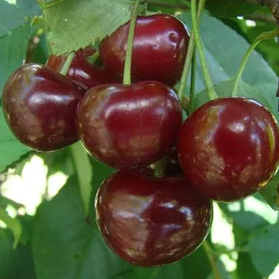 Дюк КОРМИЛИЦА  Дюк КОРМИЛИЦА в Барнауле