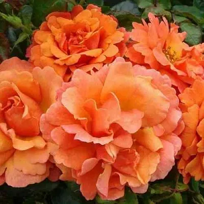 Саженцы роз БРИДЖ ОФ САЙЗ плетистая  Саженцы роз БРИДЖ ОФ САЙЗ плетистая в Барнауле