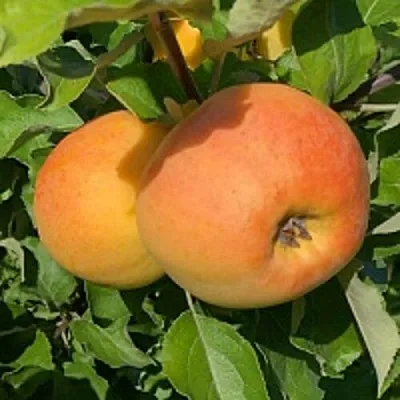 Яблоня АНТОНОВКА ЗОЛОТАЯ  Яблоня АНТОНОВКА ЗОЛОТАЯ в Барнауле