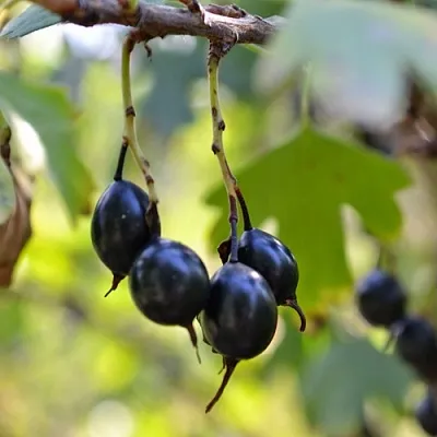 Смородина золотистая ДУСТЛИК  Смородина золотистая ДУСТЛИК в Барнауле