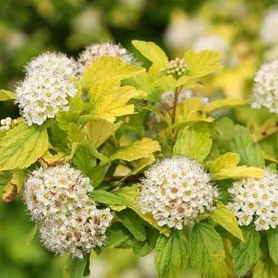 Пузыреплодник АНГЕЛ ГОЛД  Пузыреплодник АНГЕЛ ГОЛД в Барнауле