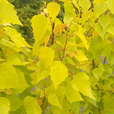 Берёза ГОЛДЕН ОБЕЛИСК повислая   Берёза ГОЛДЕН ОБЕЛИСК повислая  в Барнауле