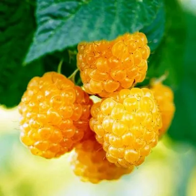 Малина МЕДОВАЯ  Малина МЕДОВАЯ в Барнауле