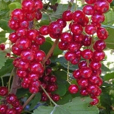 Смородина красная ПУРПУРНАЯ  Смородина красная ПУРПУРНАЯ в Барнауле