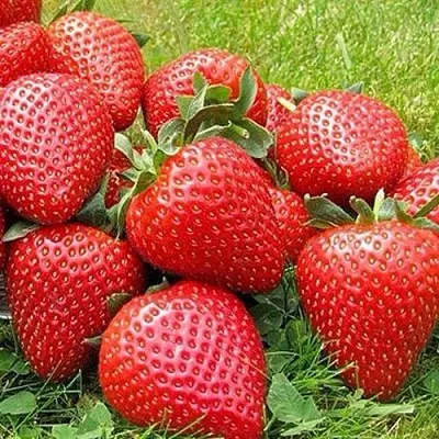 Клубника ЭЛИАНЕ  Клубника ЭЛИАНЕ в Барнауле