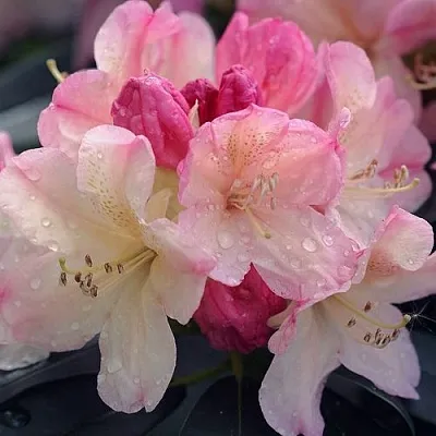 Рододендрон ПЕРСИ ВАЙСМАН  Рододендрон ПЕРСИ ВАЙСМАН в Барнауле