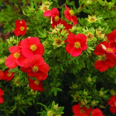 Лапчатка РЕД АЙС кустарниковая  Лапчатка РЕД АЙС кустарниковая в Барнауле