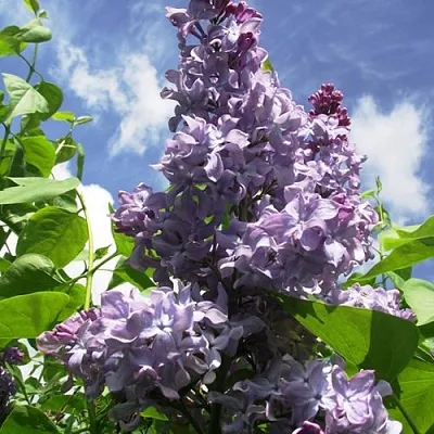 Сирень КРЫЛЬЯ НАДЕЖДЫ  Сирень КРЫЛЬЯ НАДЕЖДЫ в Барнауле