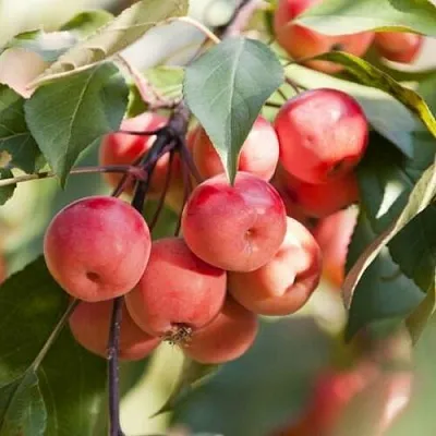 Яблоня ВИШНЕПЛОДНАЯ декоративная  Яблоня ВИШНЕПЛОДНАЯ декоративная в Барнауле