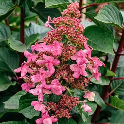 Гортензия ИНФИНИТИ метельчатая в Барнауле