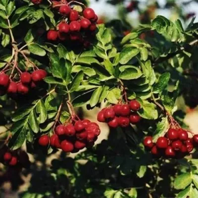 Рябина РУБИНОВАЯ сладкоплодная — описание сорта Рябина РУБИНОВАЯ сладкоплодная в Барнауле