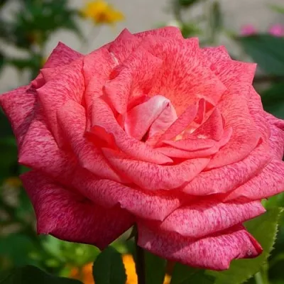 Саженцы роз ПЬЕР КАРДЕН чайно-гибридная в Барнауле