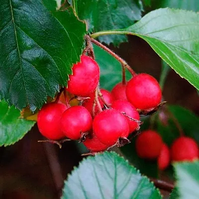 Боярышник ЛЮДМИЛ  Боярышник ЛЮДМИЛ в Барнауле