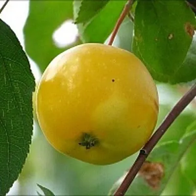 Яблоня КИТАЙКА ЖЁЛТАЯ колонновидная  Яблоня КИТАЙКА ЖЁЛТАЯ колонновидная в Барнауле