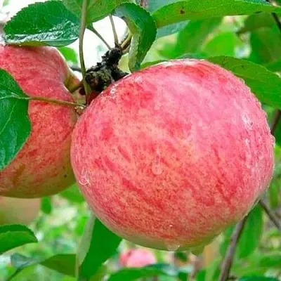 Яблоня КОРИЧНОЕ ПОЛОСАТОЕ  Яблоня КОРИЧНОЕ ПОЛОСАТОЕ в Барнауле