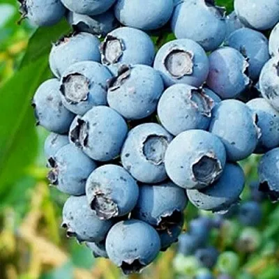 Голубика БРИГИТТА БЛЮ  Голубика БРИГИТТА БЛЮ в Барнауле