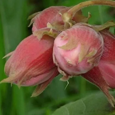 Фундук АКАДЕМИК ЯБЛОКОВ  Фундук АКАДЕМИК ЯБЛОКОВ в Барнауле