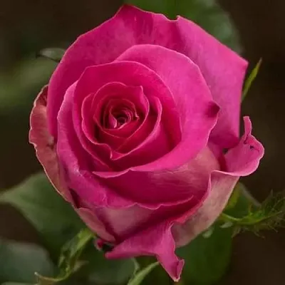 Саженцы роз ТОПАЗ чайно-гибридная в Барнауле