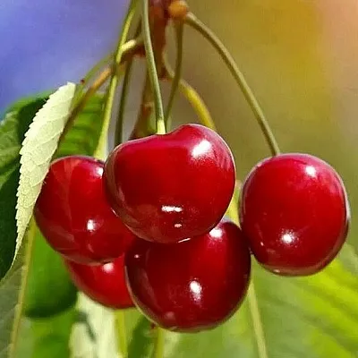 Черешня ТЕРЕМОШКА в Барнауле