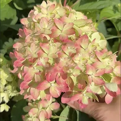 Гортензия ЛИТТЛ ЛАВ метельчатая в Барнауле