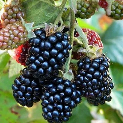 Ежевика ОУАЧИТА бесшипная  Ежевика ОУАЧИТА бесшипная в Барнауле