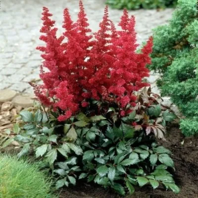 Астильба МОНТГОМЕРИ японская — описание сорта Астильба МОНТГОМЕРИ японская в Барнауле