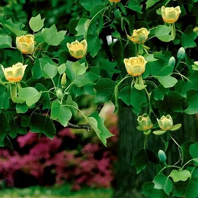 Лириодендрон   Лириодендрон  в Барнауле