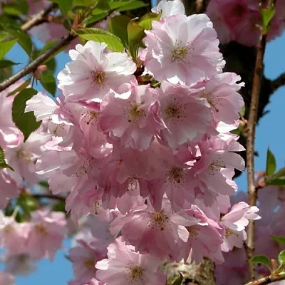 Вишня АККОЛЕЙД цветущая  Вишня АККОЛЕЙД цветущая в Барнауле