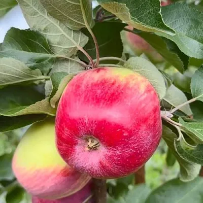 Яблоня АРБАТ колонновидная  Яблоня АРБАТ колонновидная в Барнауле