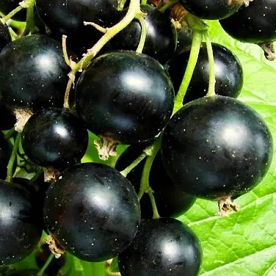 Смородина черная ДАЧНИЦА  Смородина черная ДАЧНИЦА в Барнауле