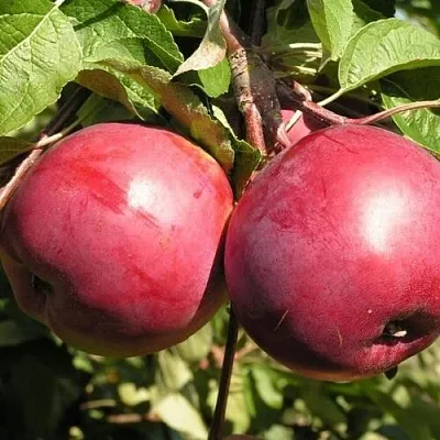 Яблоня ДАРУНАК  Яблоня ДАРУНАК в Барнауле