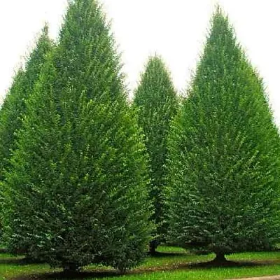 Граб   Граб  в Барнауле