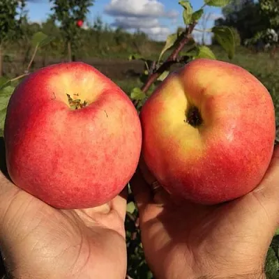 Яблоня КОВРОВОЕ стелющаяся  Яблоня КОВРОВОЕ стелющаяся в Барнауле