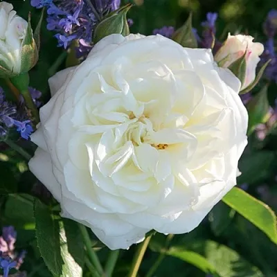 Саженцы роз АЛАБАСТЕР флорибунда  Саженцы роз АЛАБАСТЕР флорибунда в Барнауле