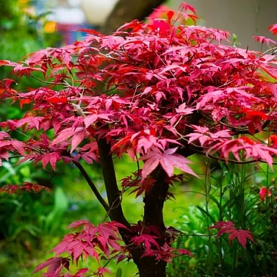 Клен дланевидный АТРОПУРПУРЕУМ  Клен дланевидный АТРОПУРПУРЕУМ в Барнауле