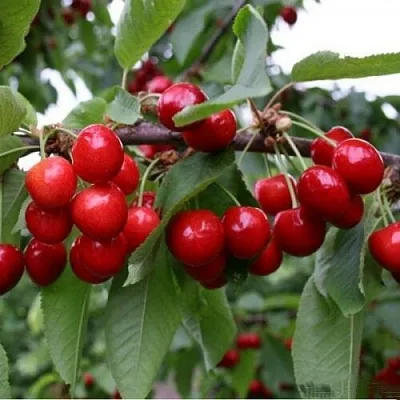 Черешня ДОНЕЦКАЯ КРАСАВИЦА  Черешня ДОНЕЦКАЯ КРАСАВИЦА в Барнауле