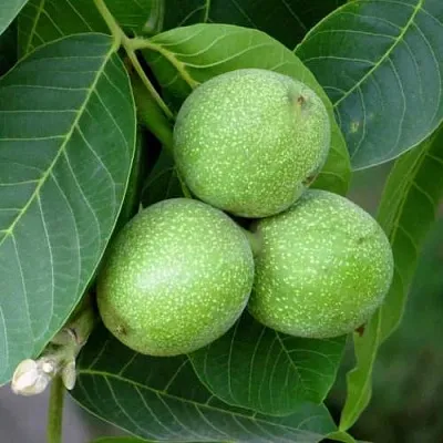 Грецкий орех ЮРИЙ ГАГАРИН  Грецкий орех ЮРИЙ ГАГАРИН в Барнауле