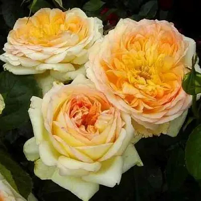 Саженцы роз АЛЬФОНС ДОДЕ чайно-гибридная в Барнауле