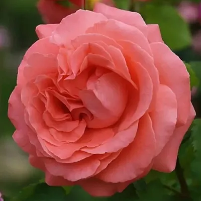 Саженцы роз ДИДИ БРИДЖУОТЕР плетистая  Саженцы роз ДИДИ БРИДЖУОТЕР плетистая в Барнауле