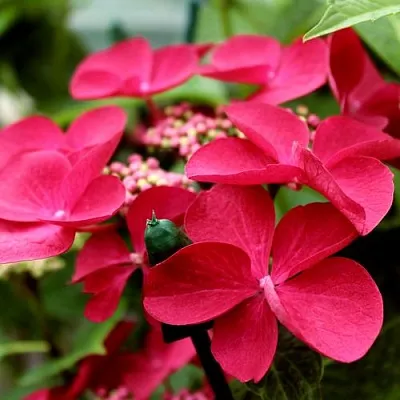 Гортензия РОТШВАНЦ крупнолистная  Гортензия РОТШВАНЦ крупнолистная в Барнауле