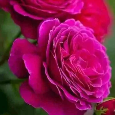 Саженцы роз МАЛИНОВЫЙ ЗВОН чайно-гибридная — описание сорта Саженцы роз МАЛИНОВЫЙ ЗВОН чайно-гибридная в Барнауле