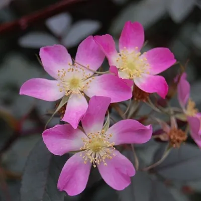 Саженцы роз сизая  Саженцы роз сизая в Барнауле